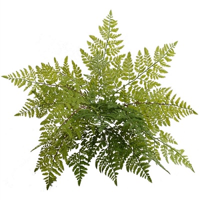 Leather Fern Bush 22